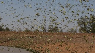 Biggest Swarm of Budgies [upl. by Hulen537]