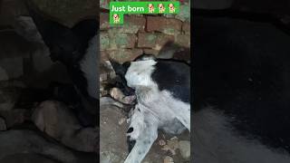 shorts doglover puppies streetdog viralshorts [upl. by Moriah241]