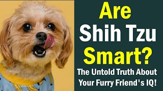 Are Shih Tzu Smart The Untold Truth About Your Furry Friends IQ [upl. by Ahsei]