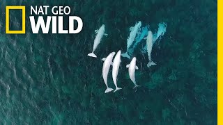 See Hundreds of Beluga Whales Gathering in the Arctic  Nat Geo Wild [upl. by Nellek]