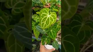 Anthurium Clarinervium vs Magnificum anthurium tropicalplants trending [upl. by Aryt31]