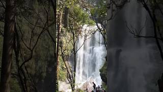 Hebbe falls travel explore waterfalls shortsfeed shorts trending viralshorts chikmagalur [upl. by Talia]