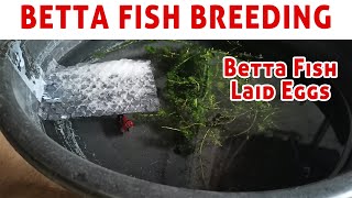 Betta fish breeding day 2 Egg laid  Betta breeding Episode 4 [upl. by Rasecoiluj]