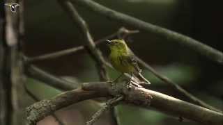 Pine Warbler singing [upl. by Sewellyn]