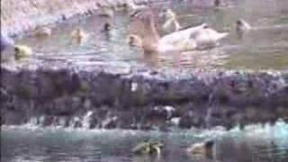 Ducklings jumping up and down waterfall [upl. by Artema]