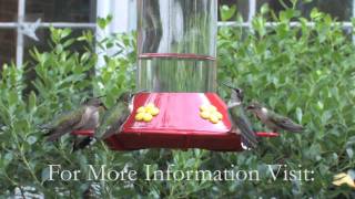 Strawberry Plains Audubon Hummingbird Festival [upl. by Fransen]