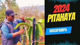 Visita Parcela de PITAHAYA en ARICAPAMPA [upl. by Eselahs]