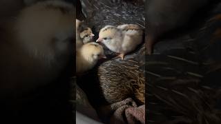 Hen and chicks video with Funny background music  4kvideo  gallina  gallinita bebé  鸡  小鸡 [upl. by Biddie]