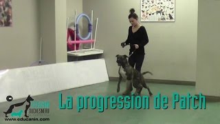 Chien réactif 3 La progression de Patch le Pittbull [upl. by Rothmuller602]