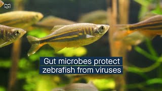 Gut microbes protect zebrafish from viral infection through the TLR2Myd88 cell signaling pathway [upl. by Ekeiram]