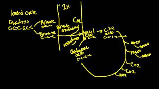 Krebs Cycle for Exercise Physiology [upl. by Jinny619]