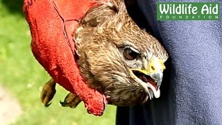 Great Release of a Buzzard [upl. by Auburn684]