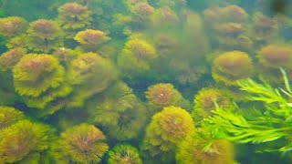 WILD AQUATIC PLANTS For Aquarium [upl. by Bart]