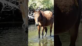 Wild Horse horse wildlife nature [upl. by Collette]