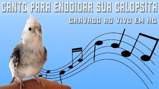 Calopsita cantando para estímular fêmeas e machos ao acasalamento gravado ao vivo em HQ [upl. by Craig]