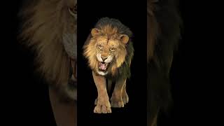 Lone Lion  Live Wallpaper and Background [upl. by Suhpesoj672]