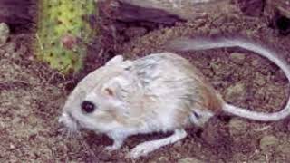 The Incredible Kangaroo Rat Survival in the Desert [upl. by Etnoj]