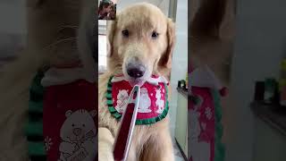 Tobo or tommy ki friendship dog funny animals comedy shortsvideo [upl. by Orme185]