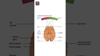 Así Funciona Tu Cerebro para Procesar lo que Ves 🧠👁️  Neurociencia Visual Explicada cerebro [upl. by Marilyn]