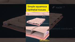 Simple Squamous Epithelial Tissues humananatomy [upl. by Krysta119]