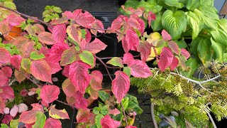 Spring To Fall Colors Pagoda Dogwood “Golden Shadows” 4K  October 2024 [upl. by Petras]