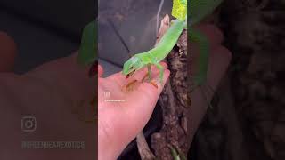 Green keelbellied lizard snatches insect out of midair [upl. by Llerrah258]