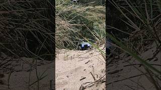 Wind gusts in the dunes scx24 deadbolt rccar rccrawler [upl. by Dalenna]