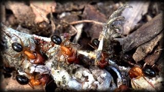 Fire Ants vs Lizard 01  Dangerous Animals in Slow Motion [upl. by Ria]