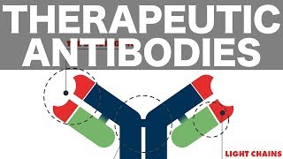 Therapeutic Monoclonal Antibodies [upl. by Niret379]