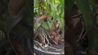 Nepenthes gracilis [upl. by Cassell]