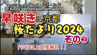 早咲き京都桜だより2024その❷〜賀茂川御薗橋・上賀茂神社⛩️ [upl. by Auehsoj174]