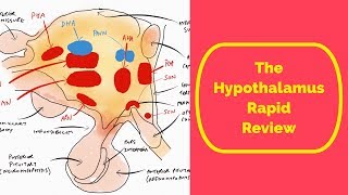 The Hypothalamus Rapid Review [upl. by Bak]