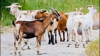 Dashai ko khasi Sikkim Goat 🐐 🐐 [upl. by Lengel]