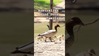 Australian Wood Duck Family shorts birds wildlife [upl. by Artekal]