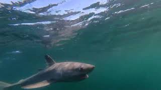 Tagging and Releasing a Porbeagle Shark [upl. by Parris18]