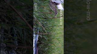 CATFISH attacks an INDIAN POND HERON [upl. by Fine]