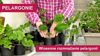 Pelargonie  Jak rozmnożyć pelargonie wiosną Wiosenne rozmnażanie pelargonii [upl. by Ieso]