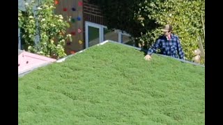 How to install a living roof  green roof Product from wwwgreenroofsdirectcom [upl. by Price]