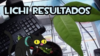 Como Trasplantar Lichis  Resultados y Cuidados Básicos [upl. by Eimmot269]