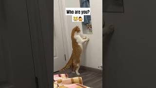 Who are you 🐈😳🤩 [upl. by Elli]