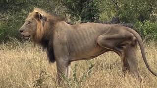 3 Legged Ultimate Survivor Lion  Limping Monwana  3 March 2024 [upl. by Weight]