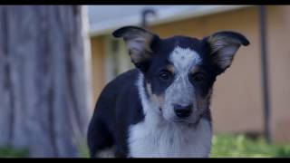 Fela Border Collie x Heeler Pup at 4 months [upl. by Hahsi49]