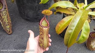 Hybrid Highlight Nepenthes Maiden of Victory N maxima x ventricosa [upl. by Jourdain435]