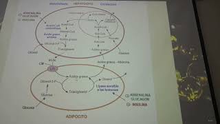 Biosíntesis de ácidos grasos [upl. by Aihsram]