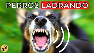 PERROS LADRANDO Fuerte🐶 Ladridos de Perros Enojados [upl. by Ayoted]