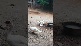 Peternak entok jumbo duck duckbill lovelyduck swan meeting swans animal animalworld chicken [upl. by Yraccaz]