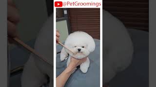 Pomeranian Owners Rejoice The BEST Facial Haircut for a CUTER Pup [upl. by Enrobialc152]