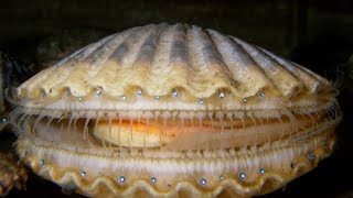 Facts The Scallop [upl. by Noivaz]