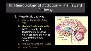 Lecture 11 The Neurobiology of Addiction The Reward Pathway [upl. by Redla693]