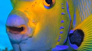 Bonaire 2017 SCUBA Up Close amp Personal Highlights Video 1 [upl. by Edholm]